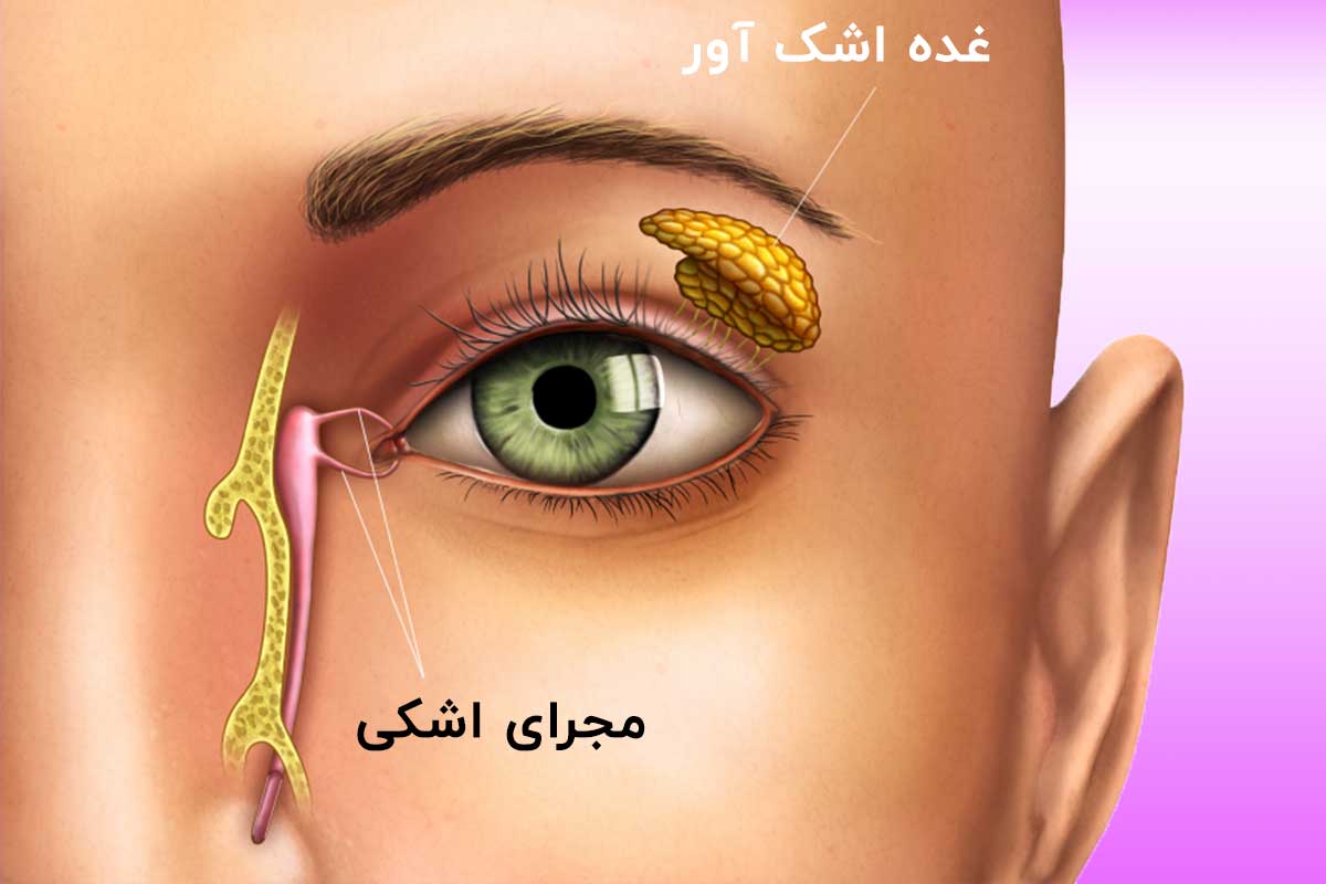 آناتومی چشم